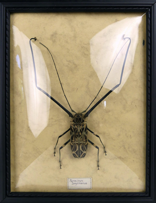 Acrocinus longimanus dans cadre en bois et verre bombé (face)