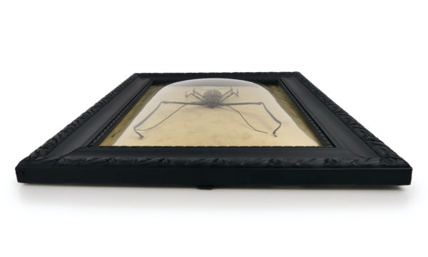 Acrocinus longimanus dans cadre en bois et verre bombé (dessus)