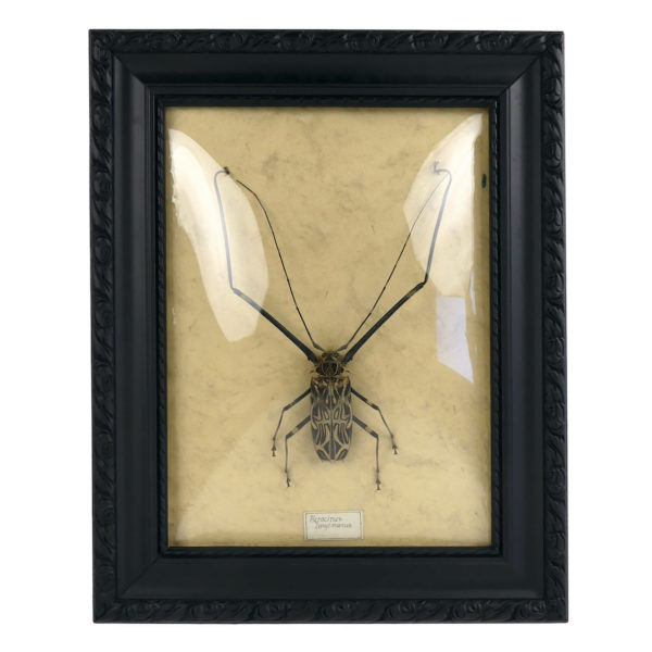 Acrocinus longimanus dans cadre en bois et verre bombé (face)