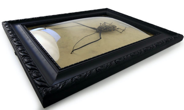 Acrocinus longimanus dans cadre en bois et verre bombé (3/4)