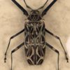 Acrocinus longimanus dans cadre en bois et verre bombé (détail)