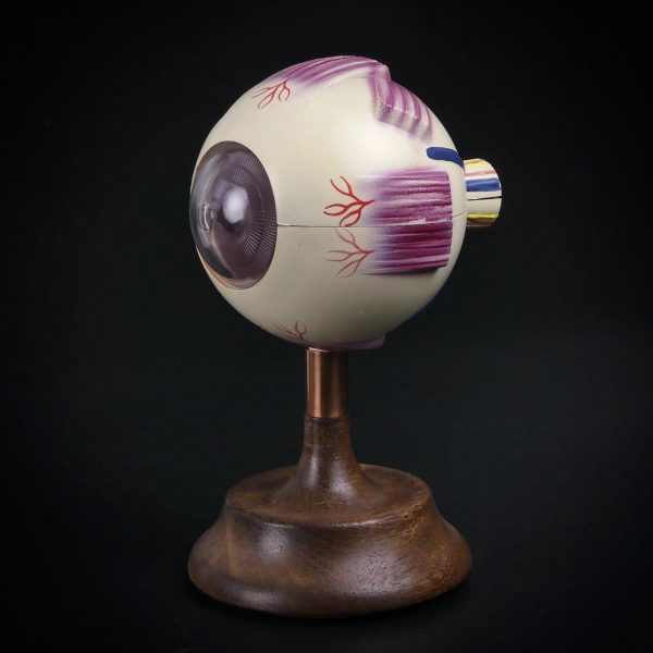 Globe oculaire vintage modèle anatomique d’œil sur socle en bois (3/4)