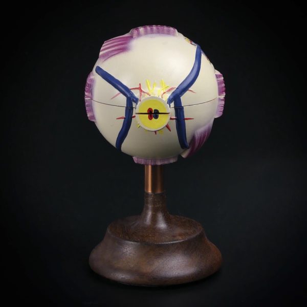 Globe oculaire vintage modèle anatomique d’œil sur socle en bois (dos)