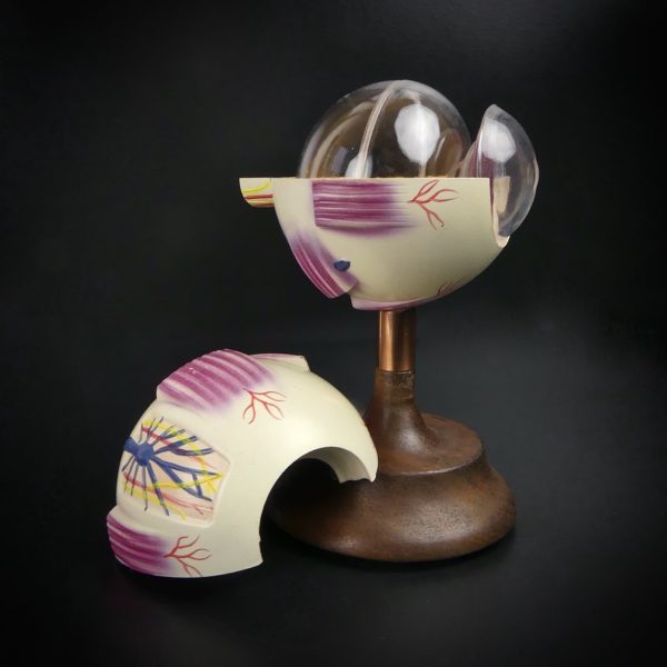 Globe oculaire vintage modèle anatomique d’œil sur socle en bois (détail)