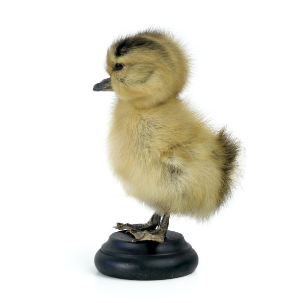 Chimère caneton jaune et noir à deux têtes naturalisé sur socle (profil)