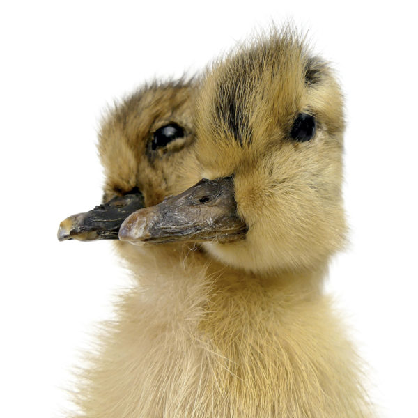 Chimère caneton jaune et noir à deux têtes naturalisé sur socle (détail)