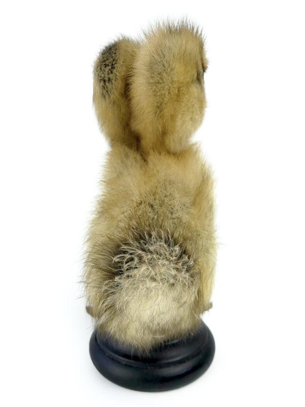 Chimère caneton jaune et noir à deux têtes naturalisé sur socle (dos)