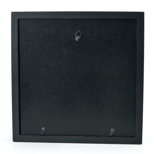 Papillon Morpho Didius bleu dans cadre entomologique noir (dos)