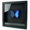 Papillon Morpho Didius bleu dans cadre entomologique noir (3/4)