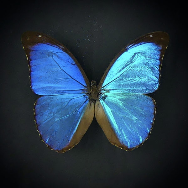 Papillon Morpho Didius bleu dans cadre entomologique noir (détail)