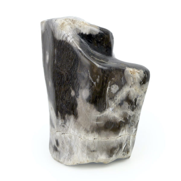 Bloc de bois pétrifié brun gris et blanc du Miocène (face)