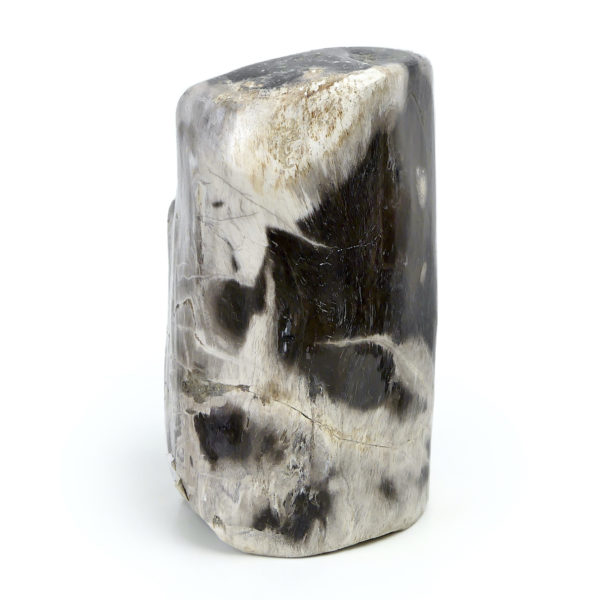 Bloc de bois pétrifié brun gris et blanc du Miocène (profil)