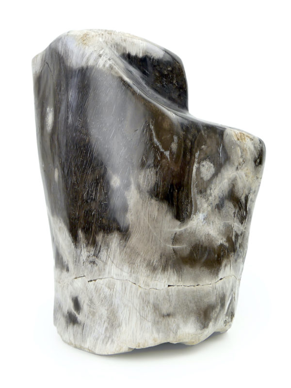 Bloc de bois pétrifié brun gris et blanc du Miocène (face)