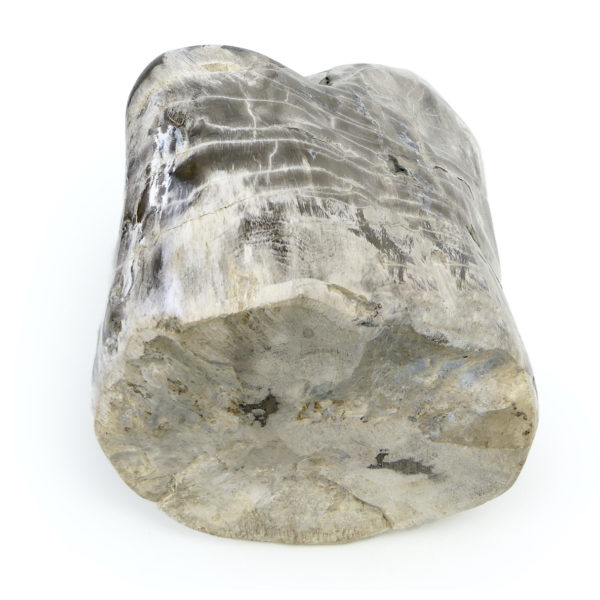 Bloc de bois pétrifié brun gris et blanc du Miocène (dessous)