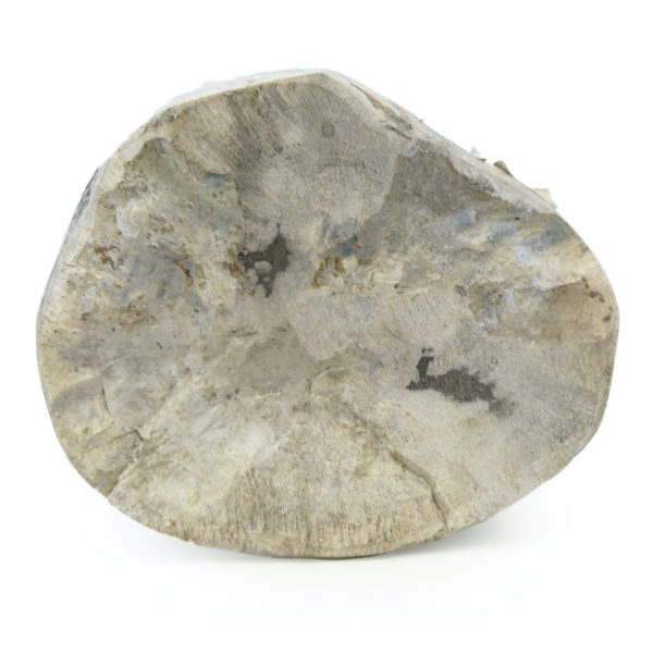 Bloc de bois pétrifié brun gris et blanc du Miocène (dessous)