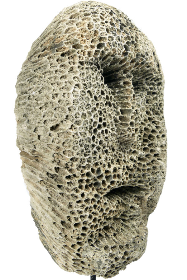 Grand masque d’ancêtre Atoni en corail fossilisé sur pied (3/4)