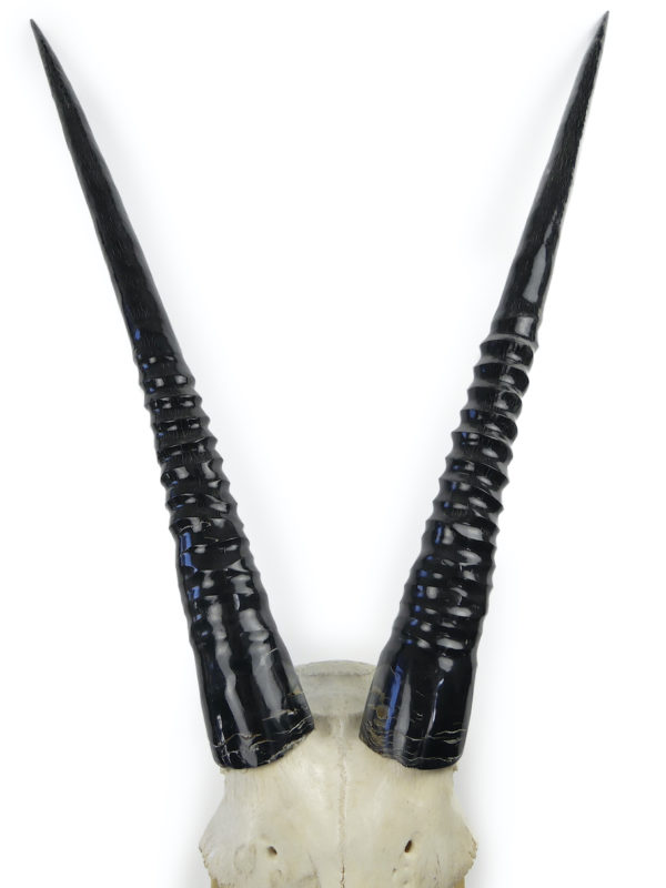 Massacre oryx aux 2 longues et belles cornes noires polies (détail)