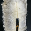 Éventail d’effeuilleuse en plumes d’autruche sur monture écaille (détail)