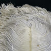 Éventail d’effeuilleuse en plumes d’autruche sur monture écaille (détail)