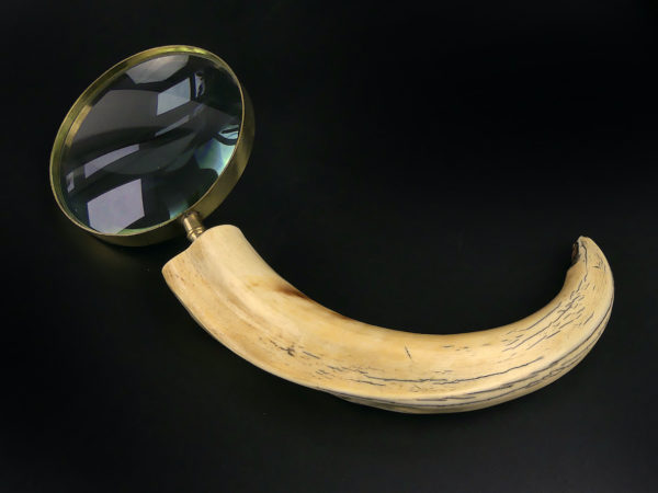 Grande loupe montée sur dent de phacochère ancienne (face)