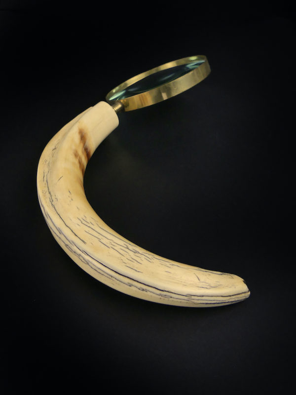 Grande loupe montée sur dent de phacochère ancienne (dessous)