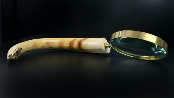 Grande loupe montée sur dent de phacochère ancienne (profil)