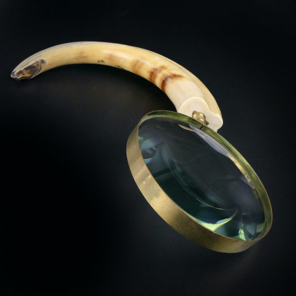 Grande loupe montée sur dent de phacochère ancienne (dessus)