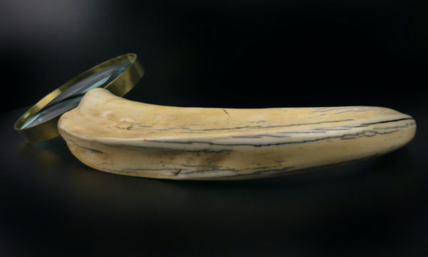 Grande loupe montée sur dent de phacochère ancienne (dessous)