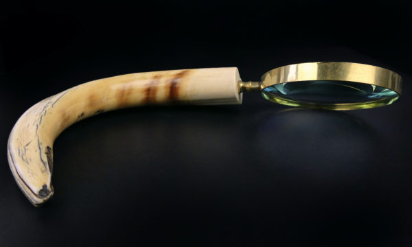 Grande loupe montée sur dent de phacochère ancienne (profil)