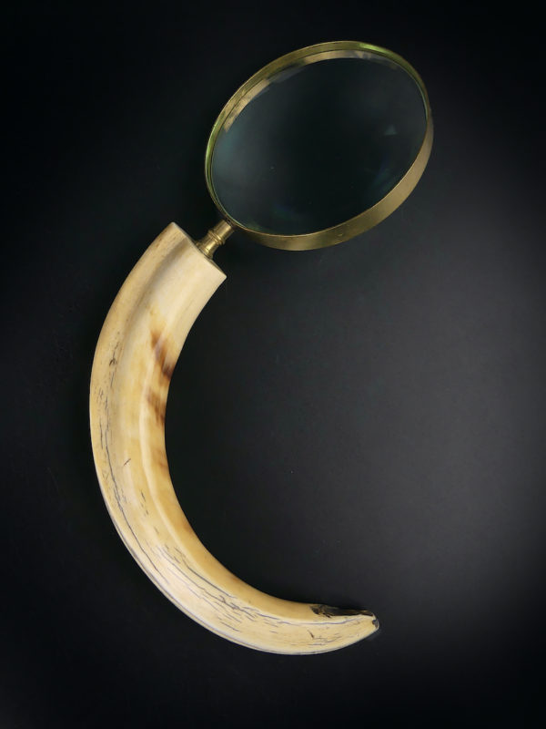 Grande loupe montée sur dent de phacochère ancienne (face)