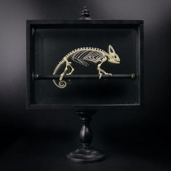 Squelette de caméléon casqué dans son cadre noir sur pied (face)