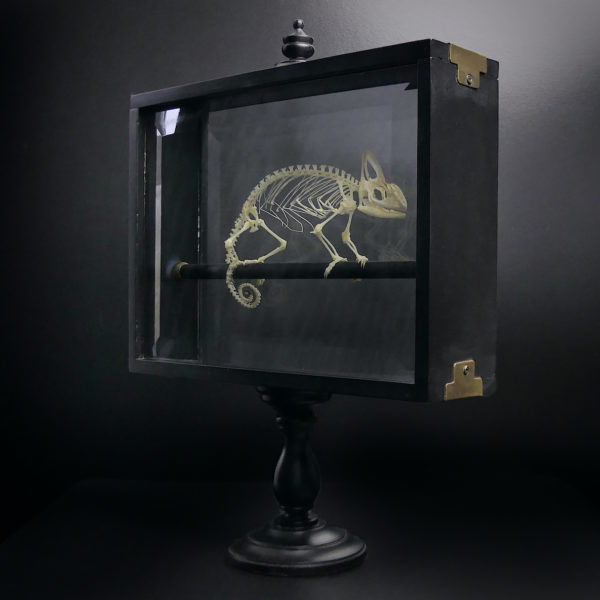 Squelette de caméléon casqué dans son cadre noir sur pied – Image 6