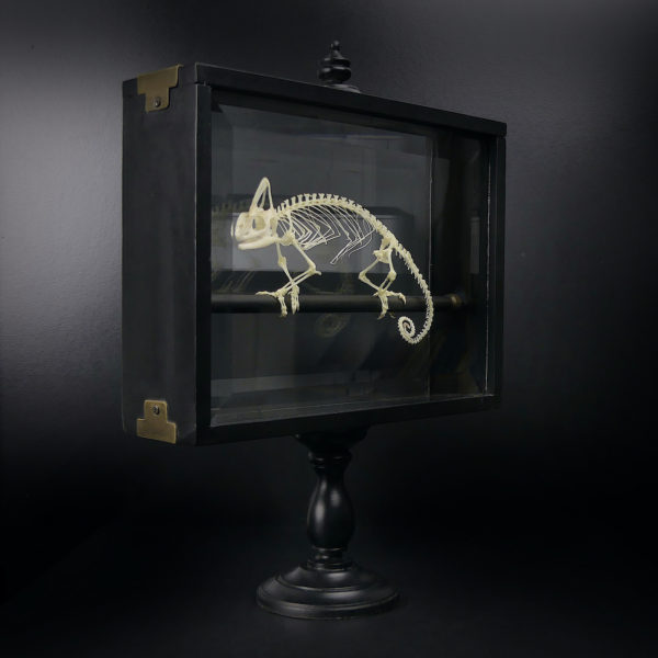 Squelette de caméléon casqué dans son cadre noir sur pied (3/4)