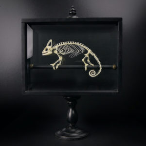 Squelette de caméléon casqué dans son cadre noir sur pied (face)