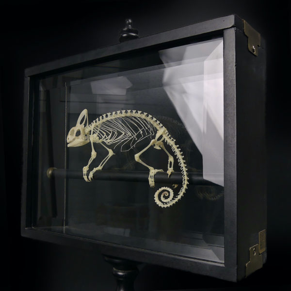 Squelette de caméléon casqué dans son cadre noir sur pied (3/4)
