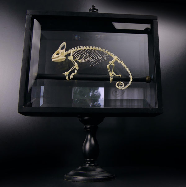 Squelette de caméléon casqué dans son cadre noir sur pied (face)