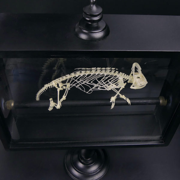 Squelette de caméléon casqué dans son cadre noir sur pied (détail dessus)