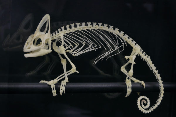 Squelette de caméléon casqué dans son cadre noir sur pied (détail)