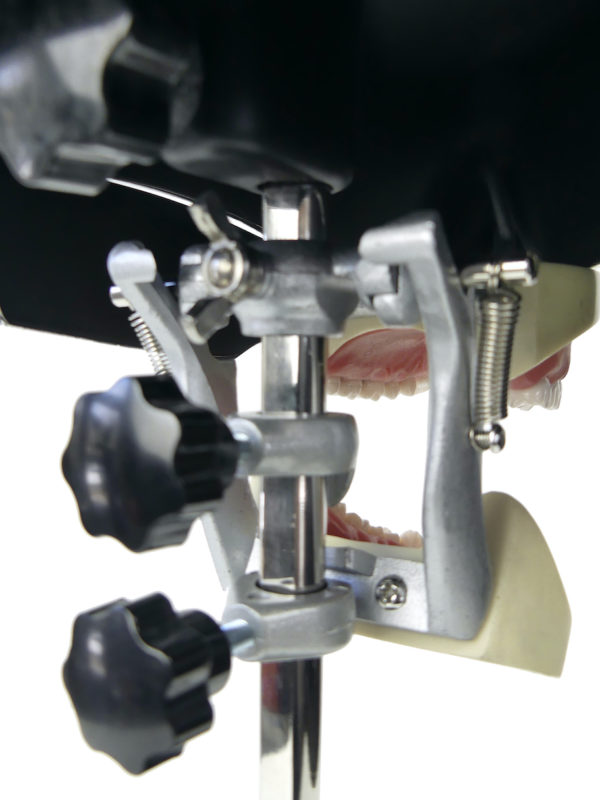 Tête fantôme dentaire vintage des années 70 (détail)