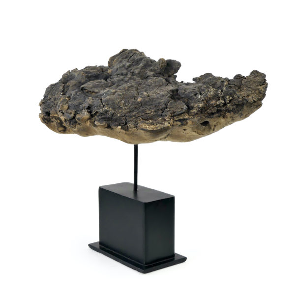 Champignon mérule pleureuse sur socle (3/4)