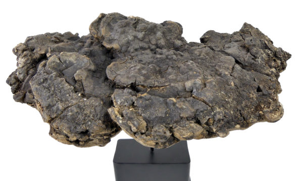 Champignon mérule pleureuse sur socle (dessus)