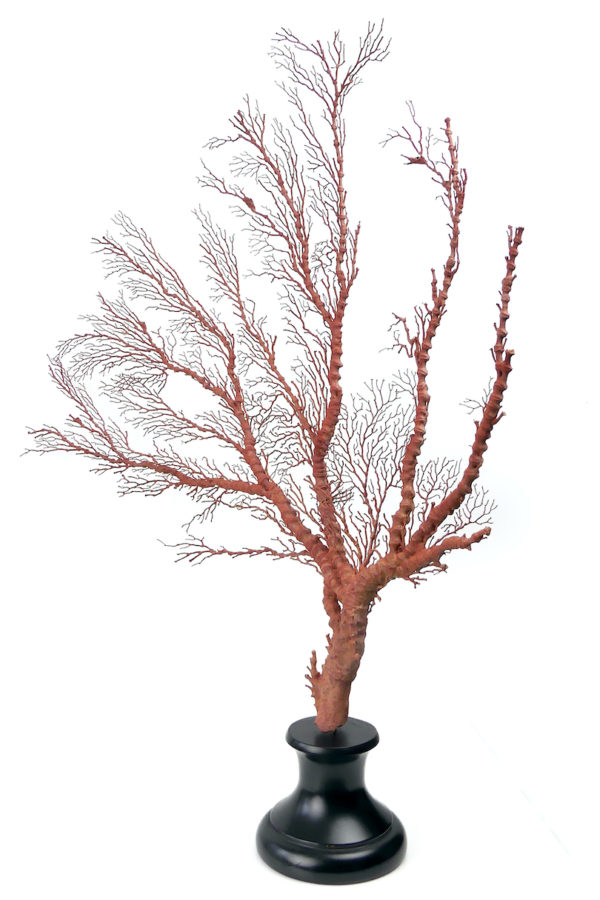 Gorgone rouge asymétrique Gorgonian sur pied (3/4)