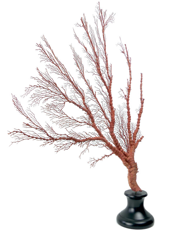 Gorgone rouge asymétrique Gorgonian sur pied (3/4)