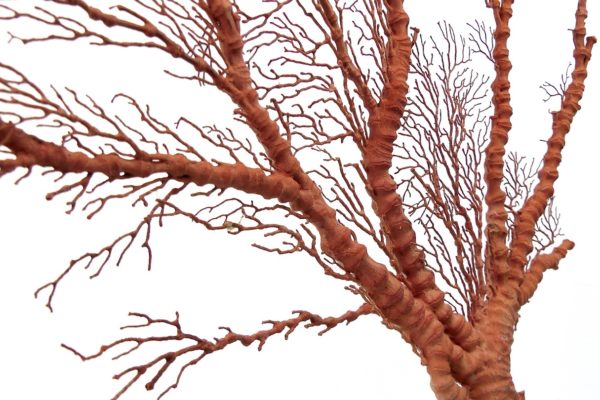 Gorgone rouge asymétrique Gorgonian sur pied (détail)