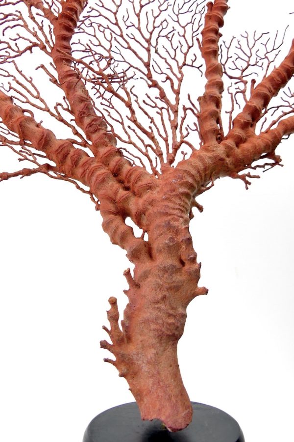 Gorgone rouge asymétrique Gorgonian sur pied (détail)