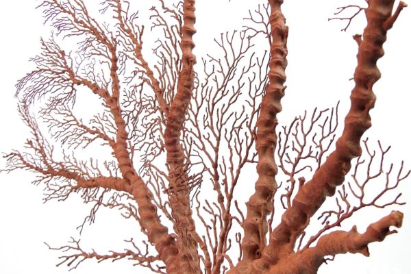 Gorgone rouge asymétrique Gorgonian sur pied (détail)