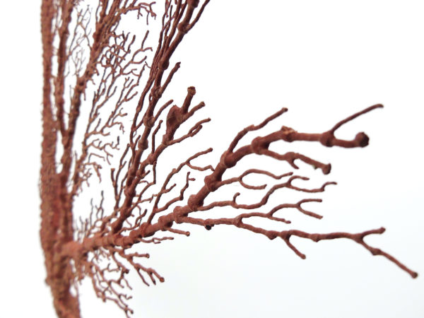 Gorgone rouge asymétrique Gorgonian sur pied (détail)