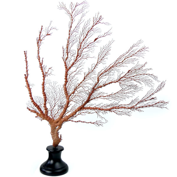 Gorgone rouge asymétrique Gorgonian sur pied (face)