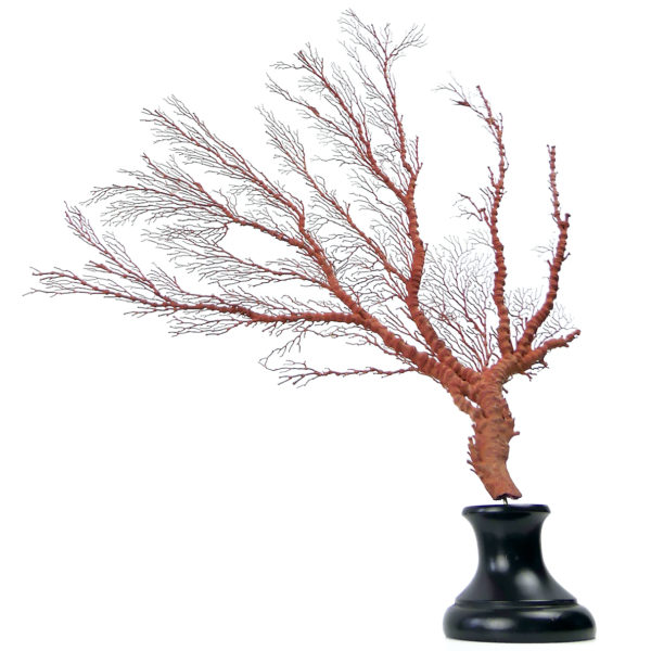 Gorgone rouge asymétrique Gorgonian sur pied (face)