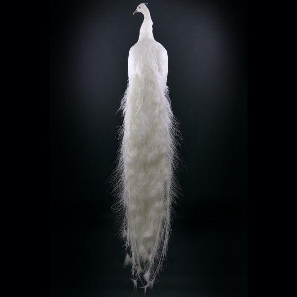 Paon blanc Pavo albus naturalisé sur socle Taxidermie rare (dos)